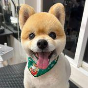 けけけさんのアイコン