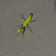 こーじーさんのアイコン