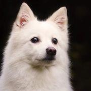 ワホーさんのアイコン