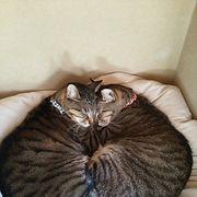 ワンワンネコさんのアイコン