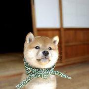 鷲巣巌さんのアイコン