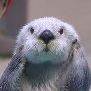 右手にｻﾝﾃﾞｨ左手にﾏｲｸﾛﾝさんのアイコン