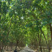 気になる木になるさんのアイコン