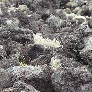 ロイヤルさんのアイコン