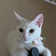 ミニョンパパさんのアイコン