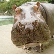 かば使いさんのアイコン