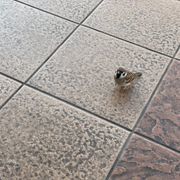 ちふゆさんのアイコン