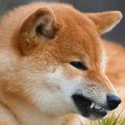 ぶんぶんさんのアイコン