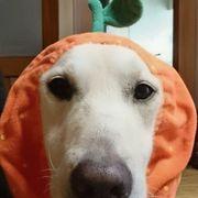 葡萄さんのアイコン