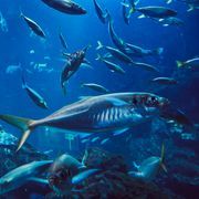 "ウルツァイトメンタル"さんのアイコン