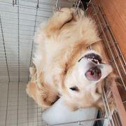 レオの兄貴さんのアイコン