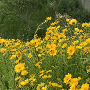 茜さんのアイコン