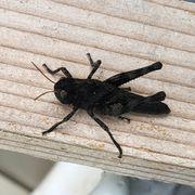 トノサマバッタさんのアイコン