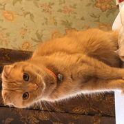 nianiaさんのアイコン