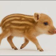 ちゅんださんのアイコン