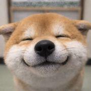 犬さんのアイコン