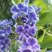 気になる木さんのアイコン