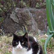 ガチホアンチさんのアイコン