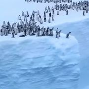 ファーストペンギンさんのアイコン