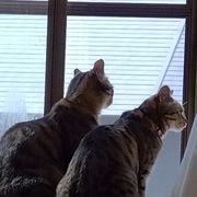 きじとらさんのアイコン