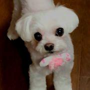 いちごさんのアイコン