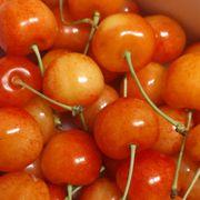 ねねさんのアイコン