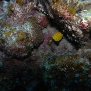 ファイターさんのアイコン