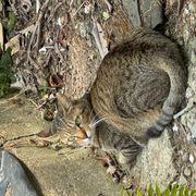 ごさんやきさんのアイコン