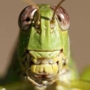 イナゴはエンタメさんのアイコン