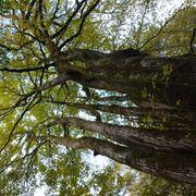 庭師さんのアイコン