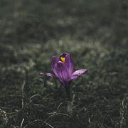 halleyscometさんのアイコン