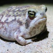 偽ユミルさんのアイコン