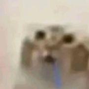 猫さん(=^ェ^=)さんのアイコン