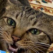 にゃんこ♪さんのアイコン