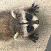 ぽん太さんのアイコン