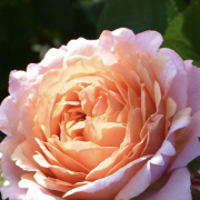 Mさんのアイコン