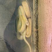 ひーくんさんのアイコン