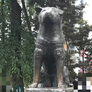 忠犬ハチ公さんのアイコン