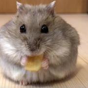 masayanさんのアイコン