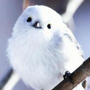 縞柄長さんのアイコン