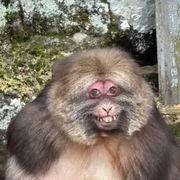 握力類人猿さんのアイコン