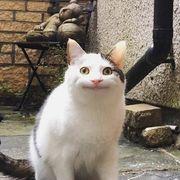 ハイトウムシさんのアイコン