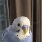 頭皮の髪さま妄言ハゲっとさんのアイコン