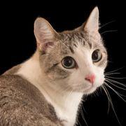 ガチホであなーる※さんのアイコン