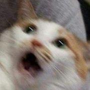 ワッショイさんのアイコン