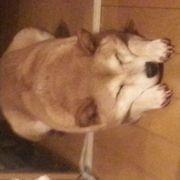 けんけんさんのアイコン