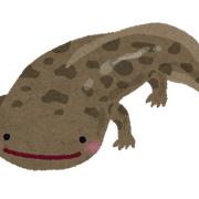 オオサンショウウオさんのアイコン