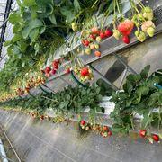 Saraさんのアイコン