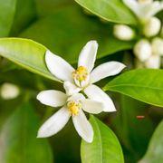 檸檬の花さんのアイコン