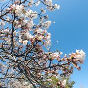 痛風亭さんのアイコン